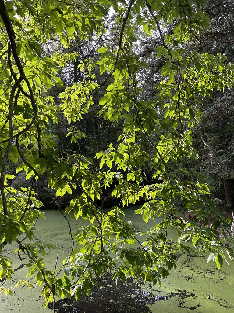 parc de Balaine (25) parc de Balaine (25)