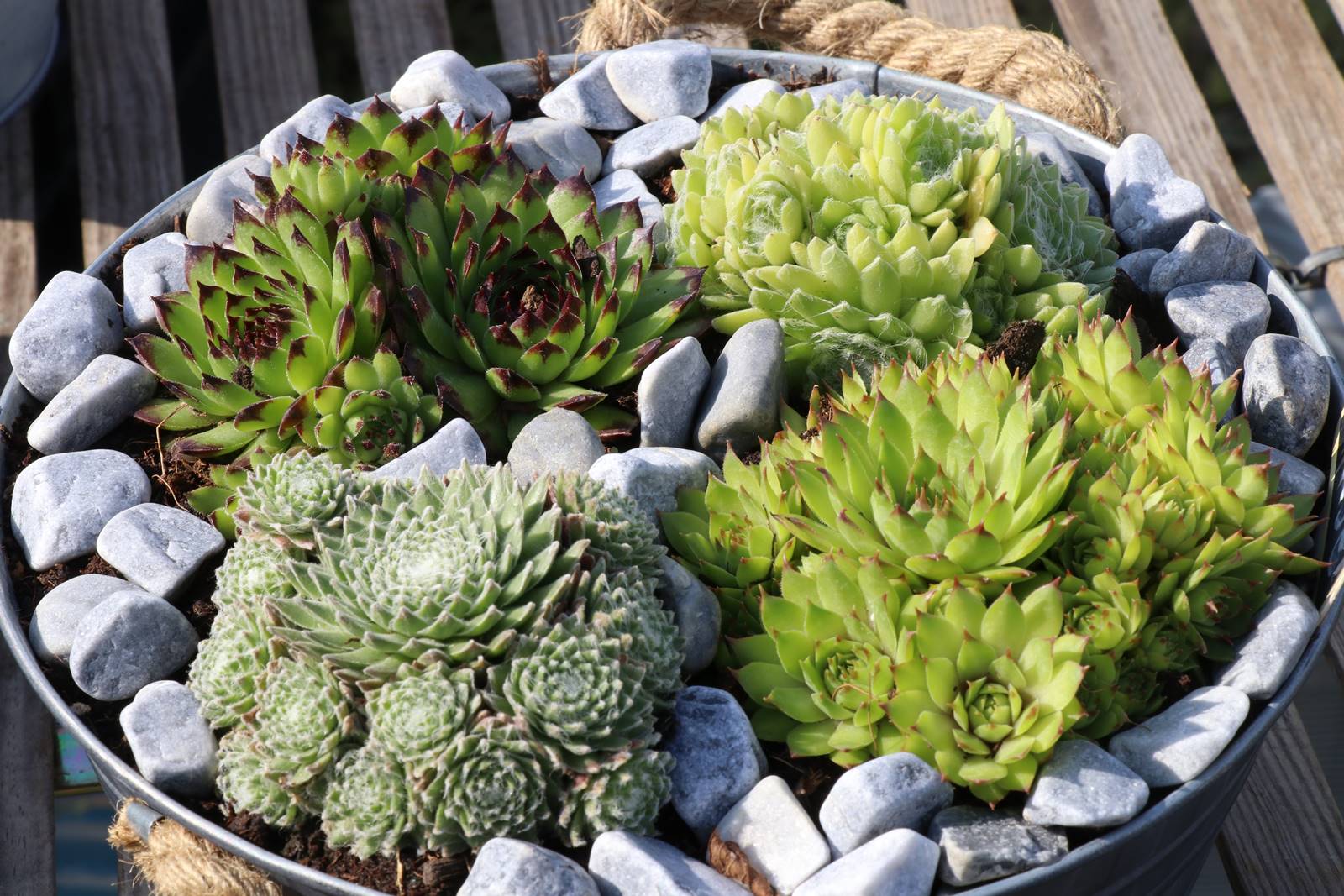 Fête des Jardiniers au Lude (1)