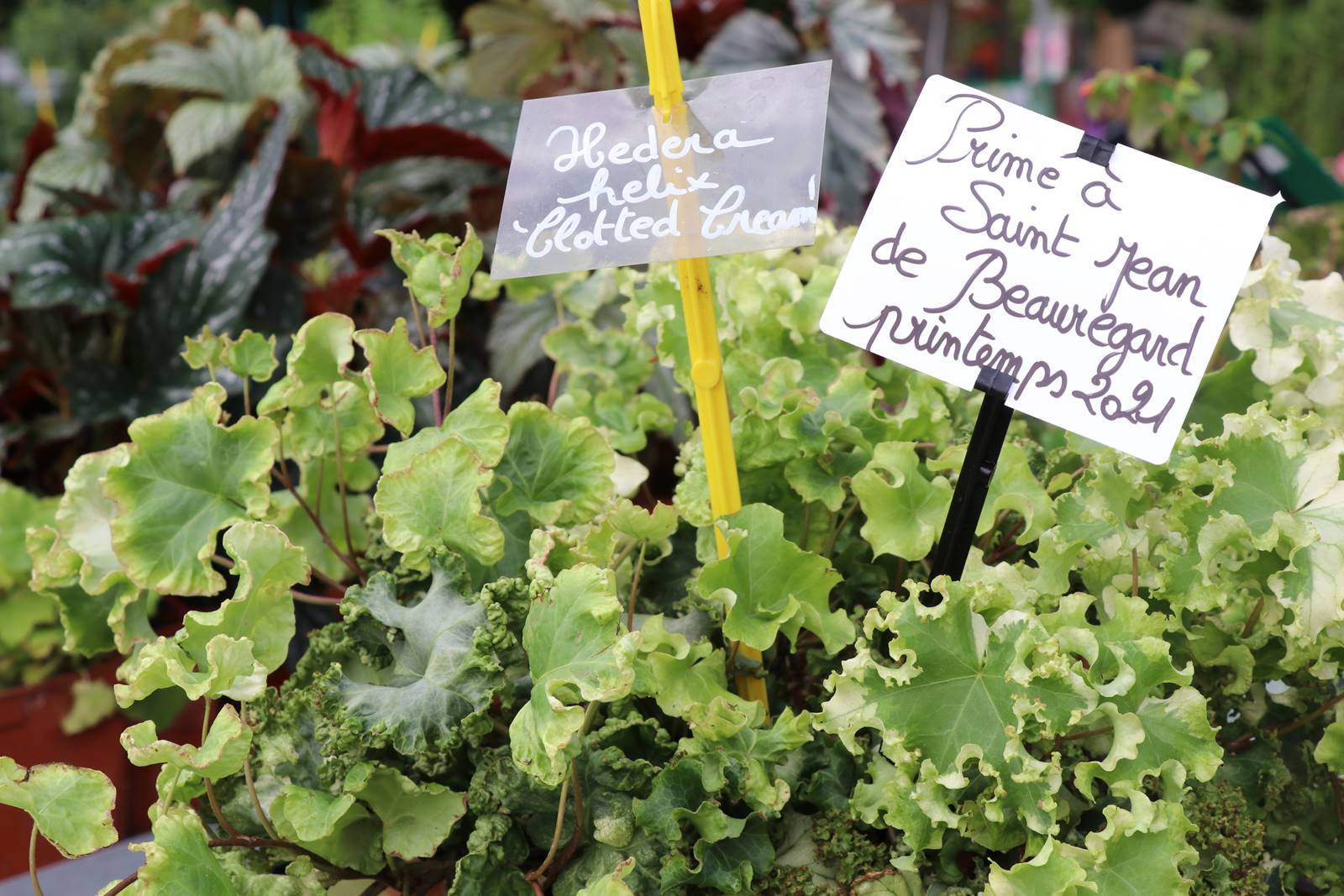 Fête des Jardiniers au Lude (2)