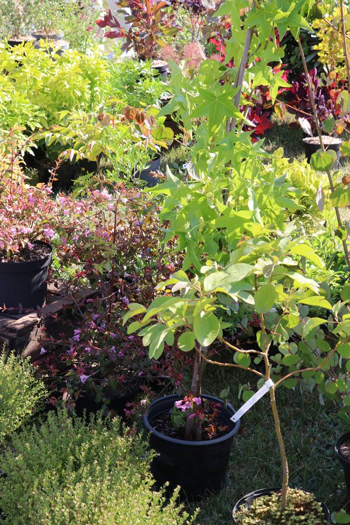 Fête des Jardiniers au Lude (27)