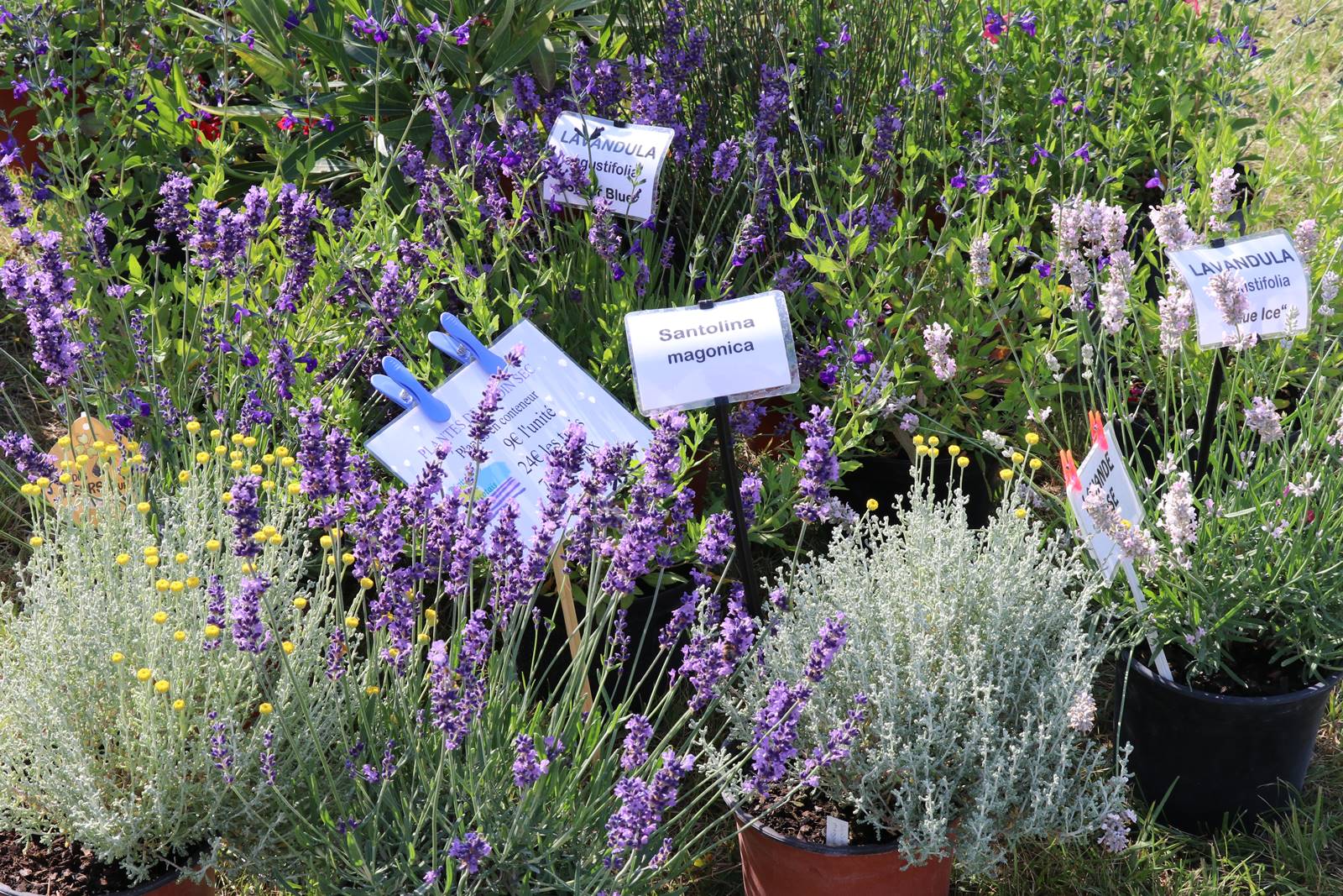 Fête des Jardiniers au Lude (30)
