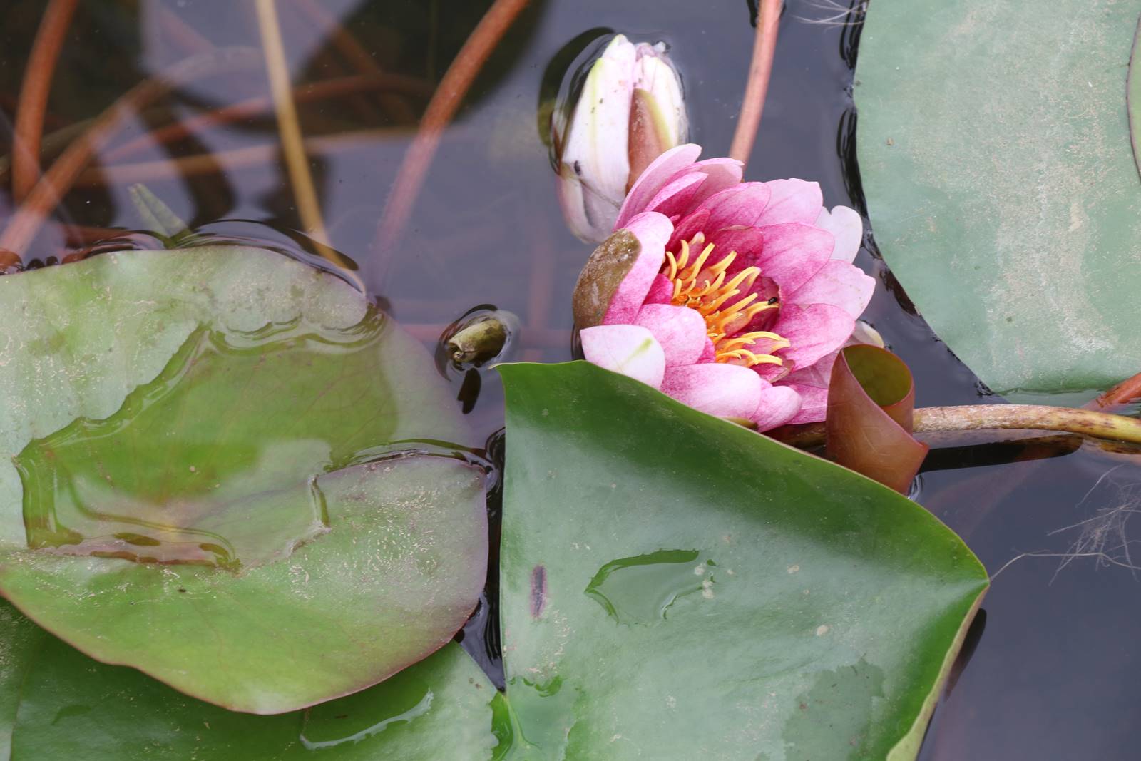 Fête des Jardiniers au Lude (7)