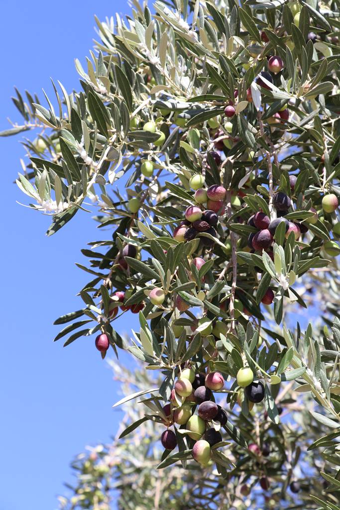 Les jardins de l'Agdal (10)