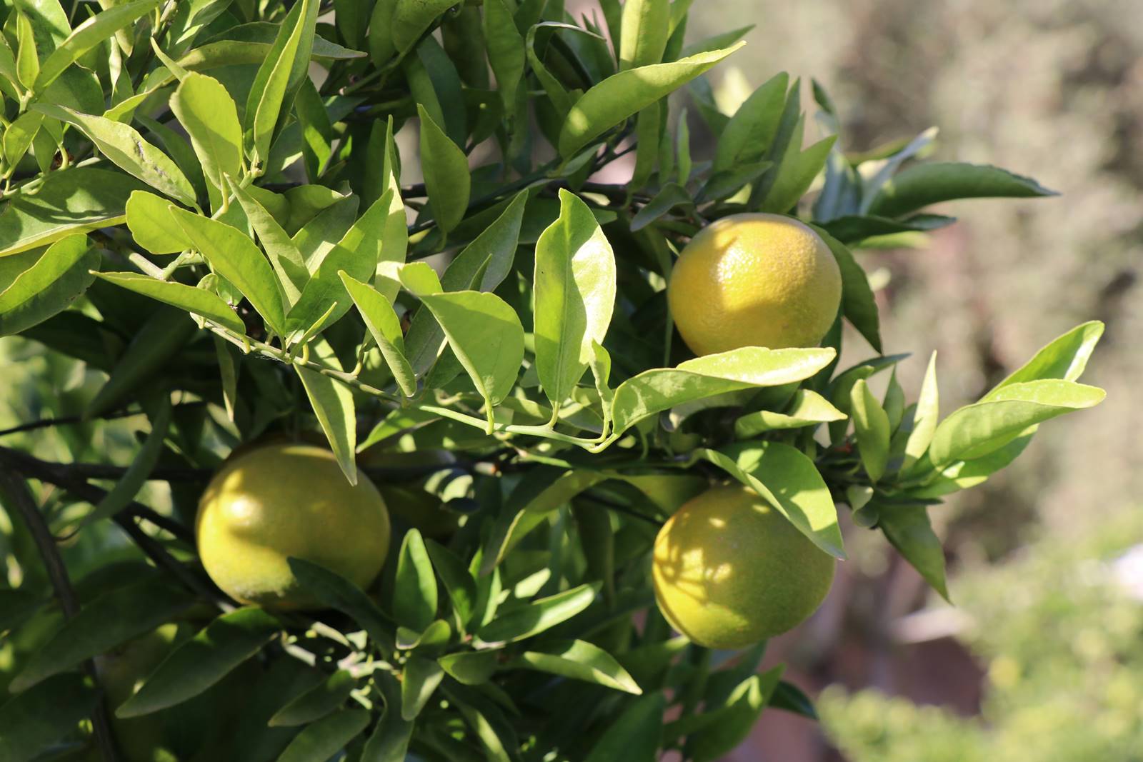 Les jardins de l'Agdal (12)