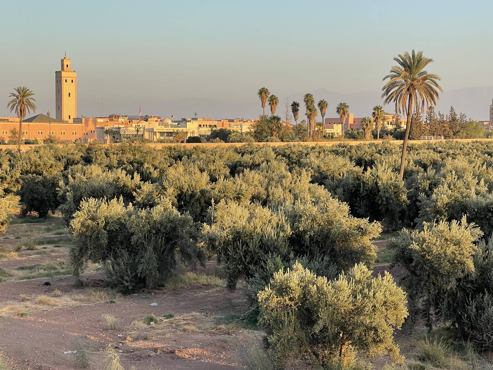 Les jardins de l'Agdal (5)