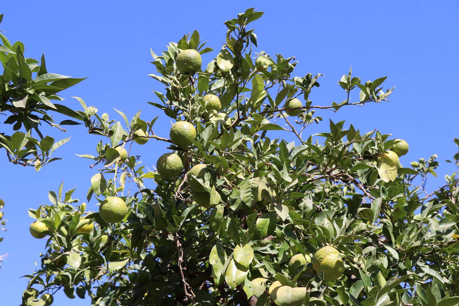 Les jardins de l'Agdal (9)