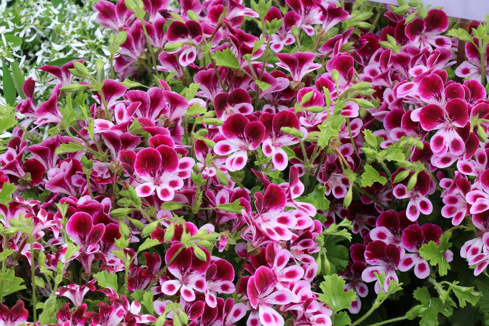 Pelargonium Mosquitaway Eva