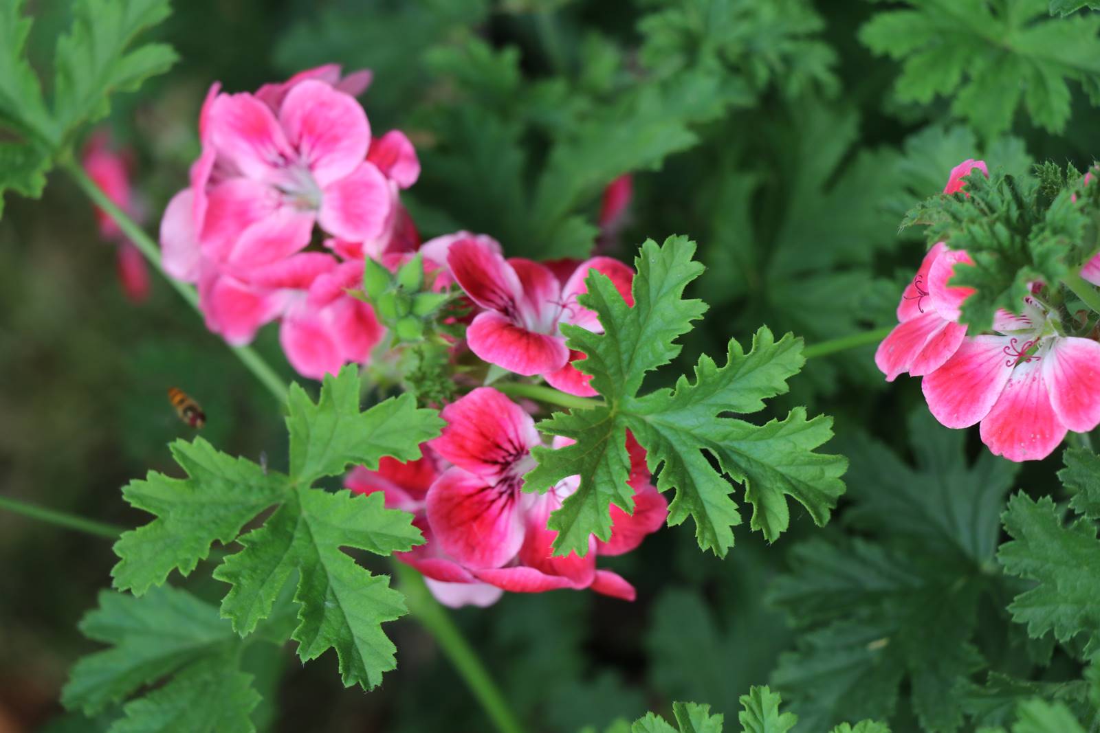 Pelargonium Paton's Unique