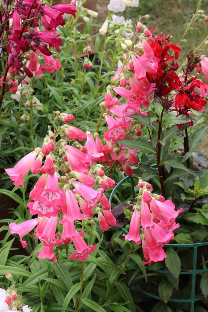 Penstemon