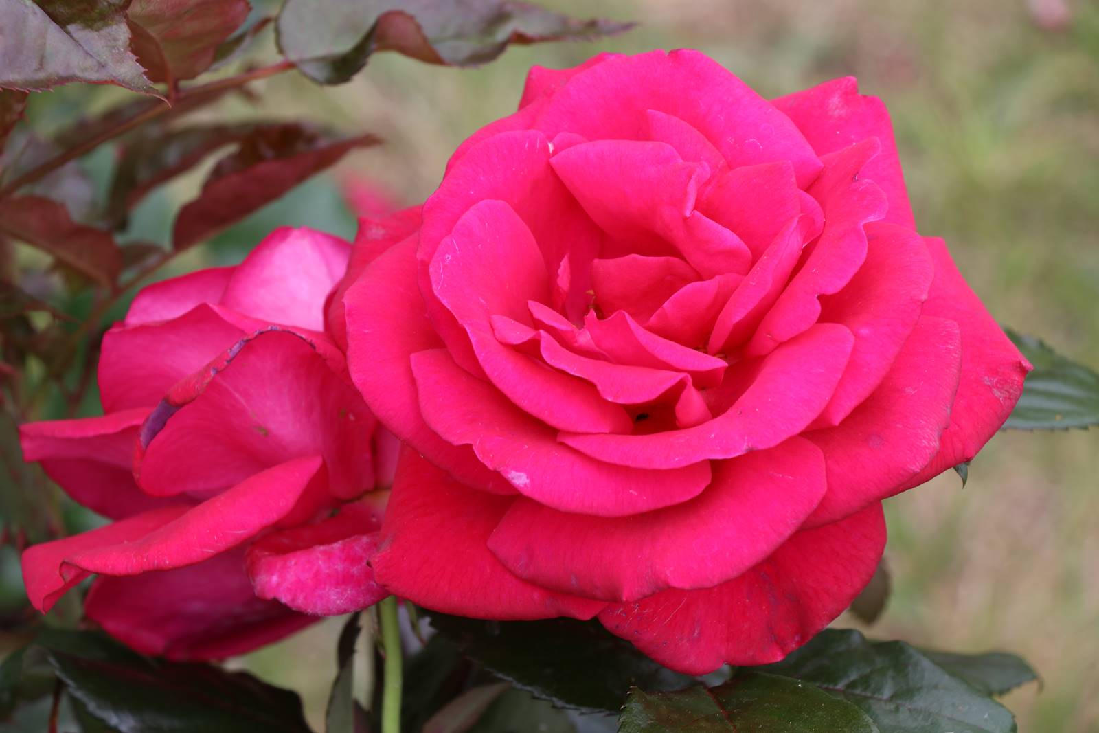 Rosier Le Grand Huit