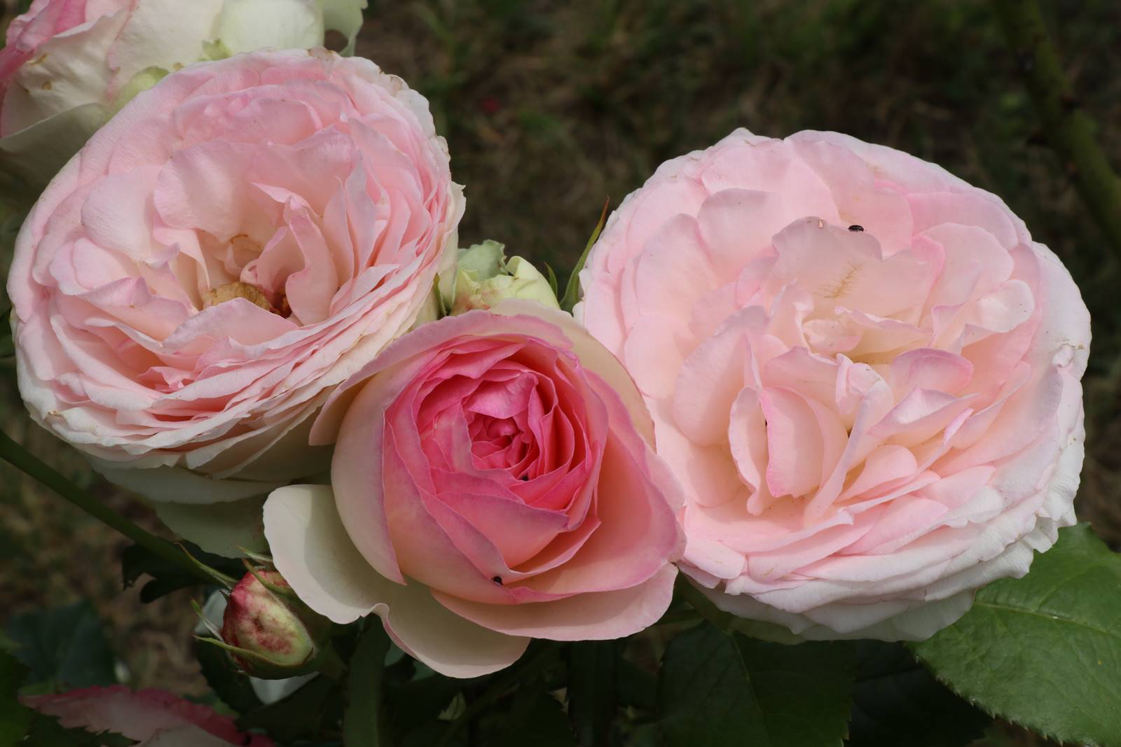 Rosier Pierre de Ronsard