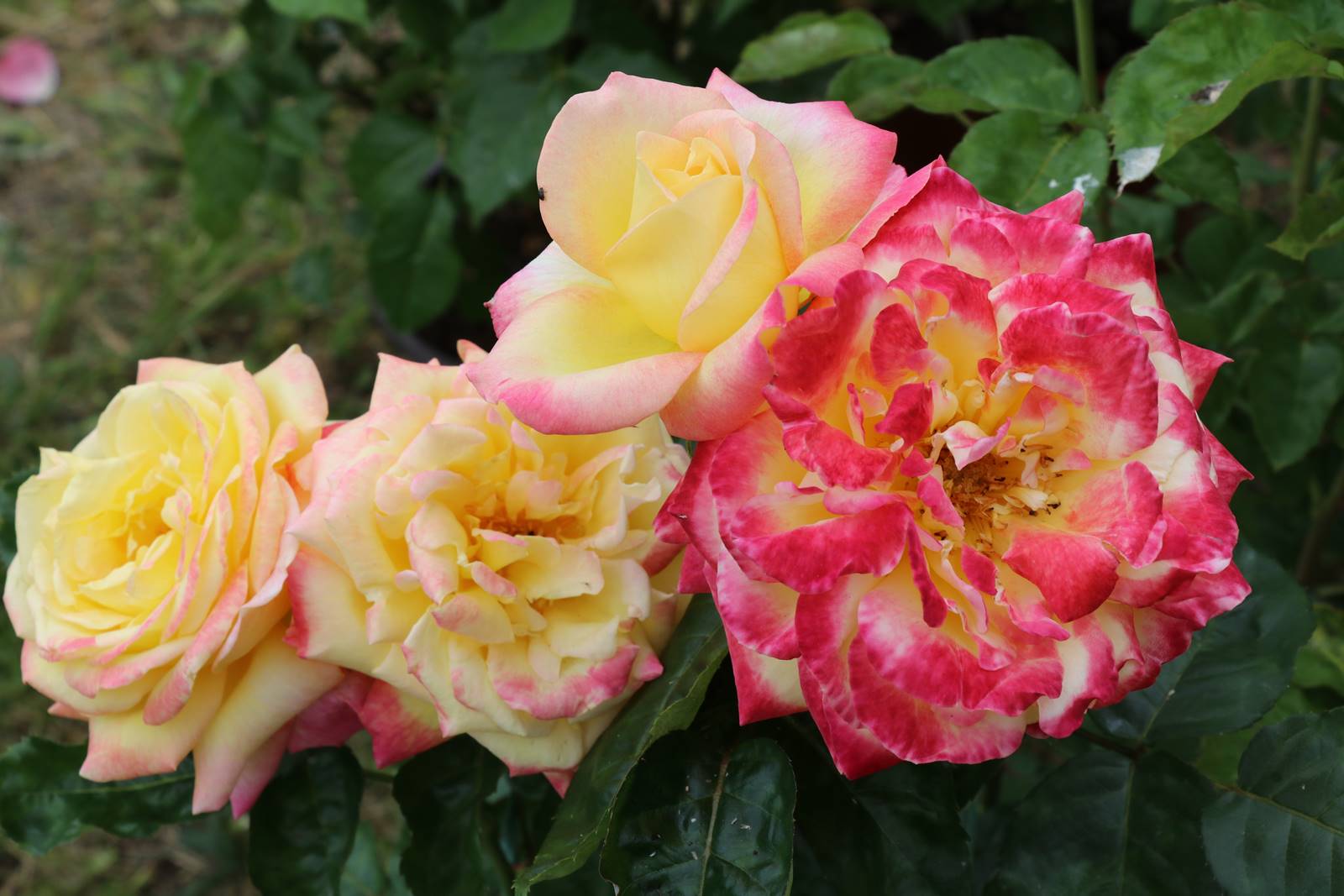 Rosier Pullman Orient Express