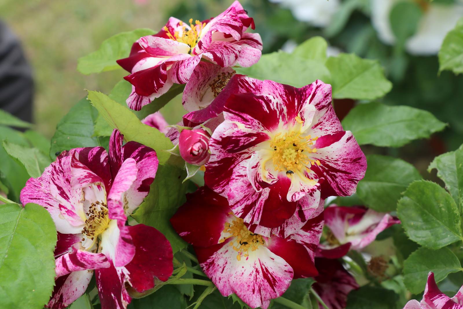 Rosier Purple Splash