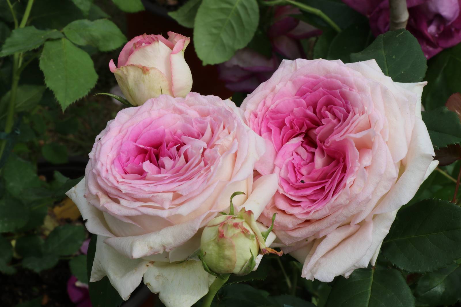 Rosier Ragazza Adalekov