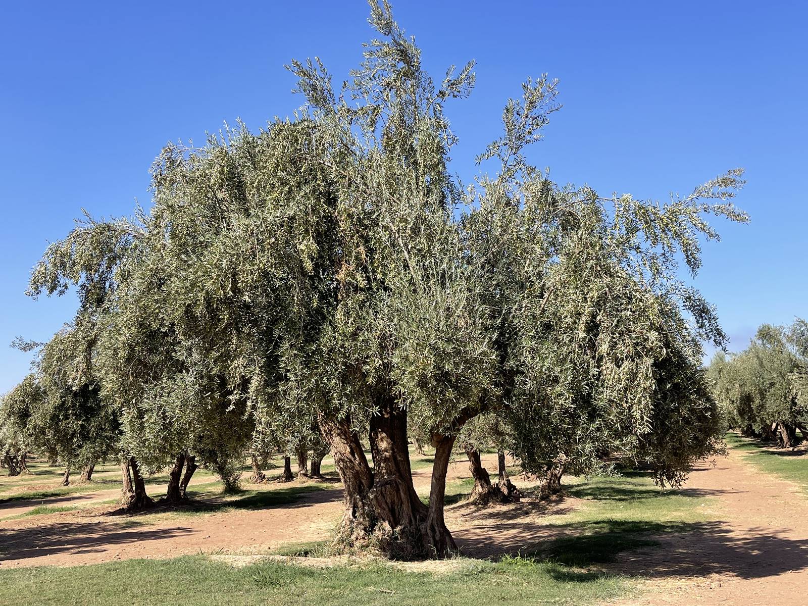 Jardin de la Ménara (28)