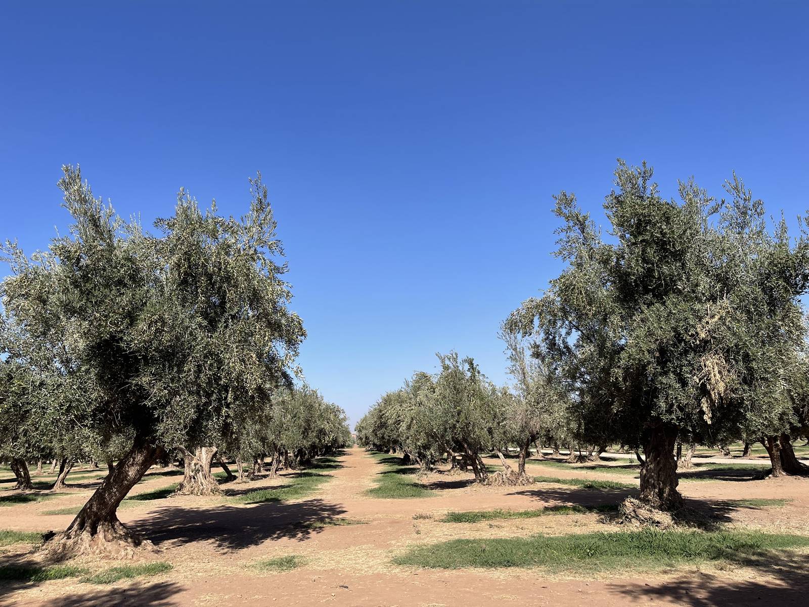 Jardin de la Ménara (7)