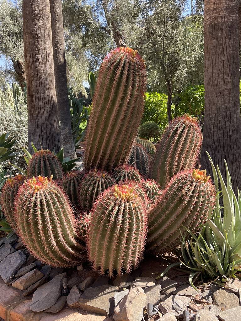 La Mamounia (15) La Mamounia (15)