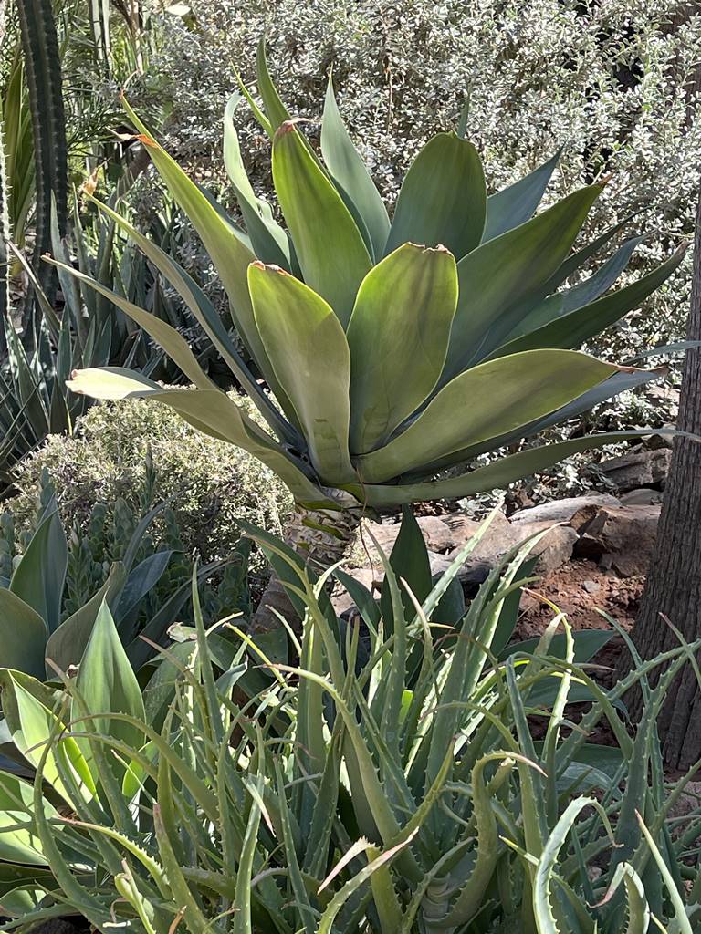 La Mamounia (17) La Mamounia (17)