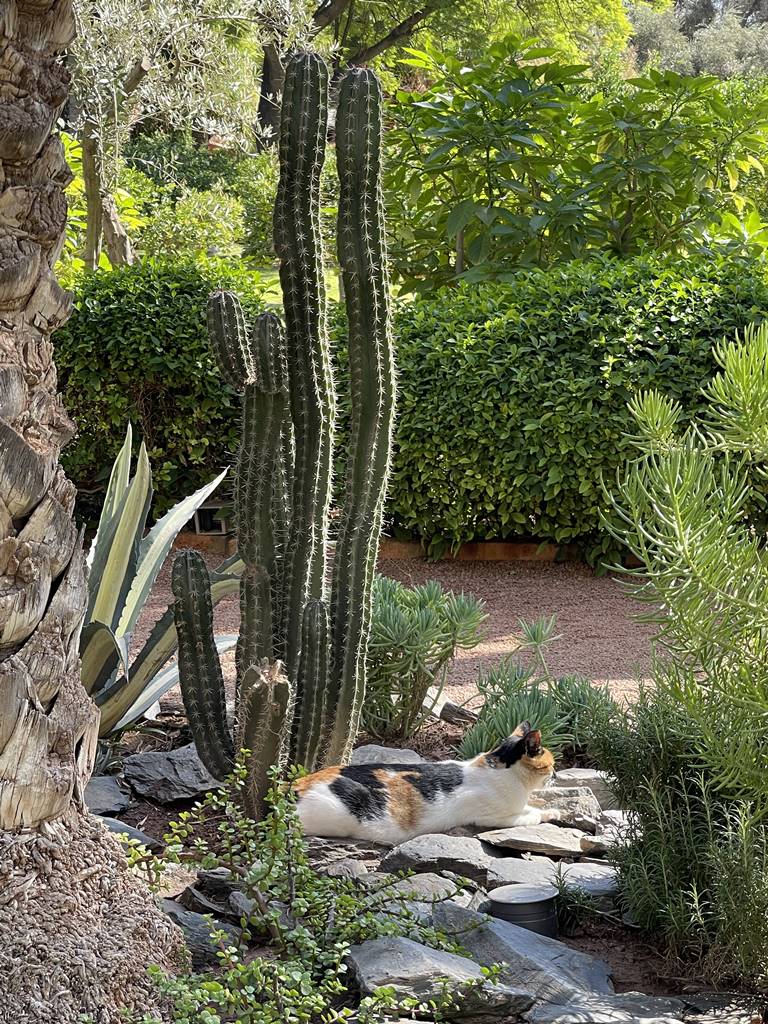 La Mamounia (19) La Mamounia (19)