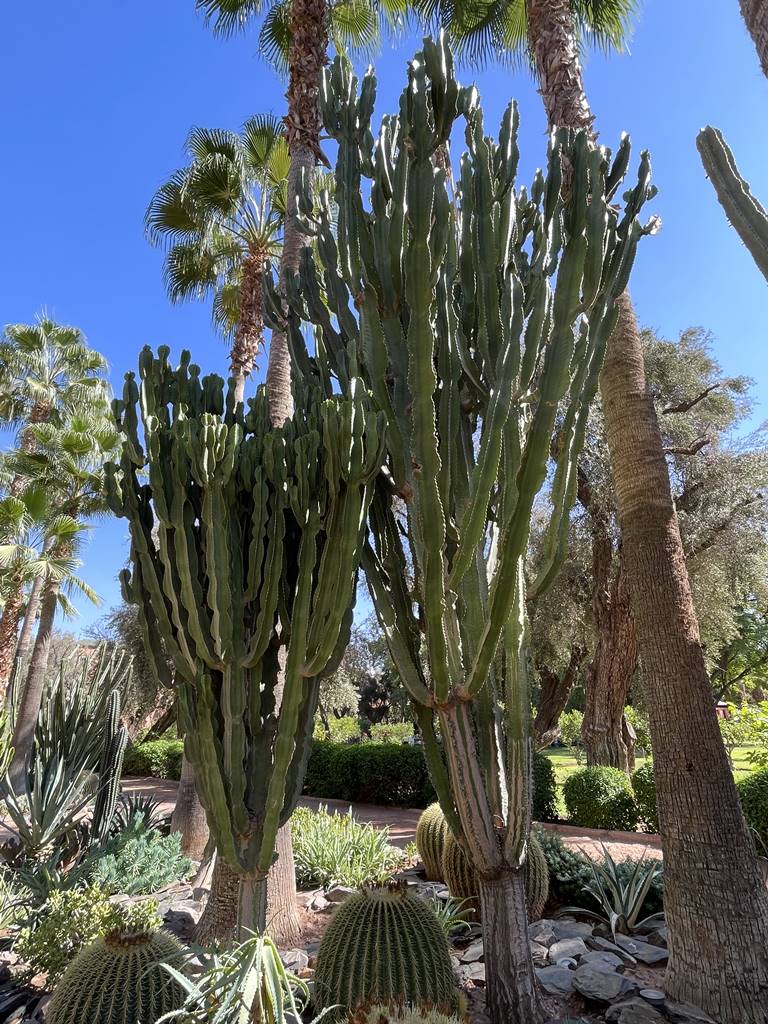 La Mamounia (21) La Mamounia (21)