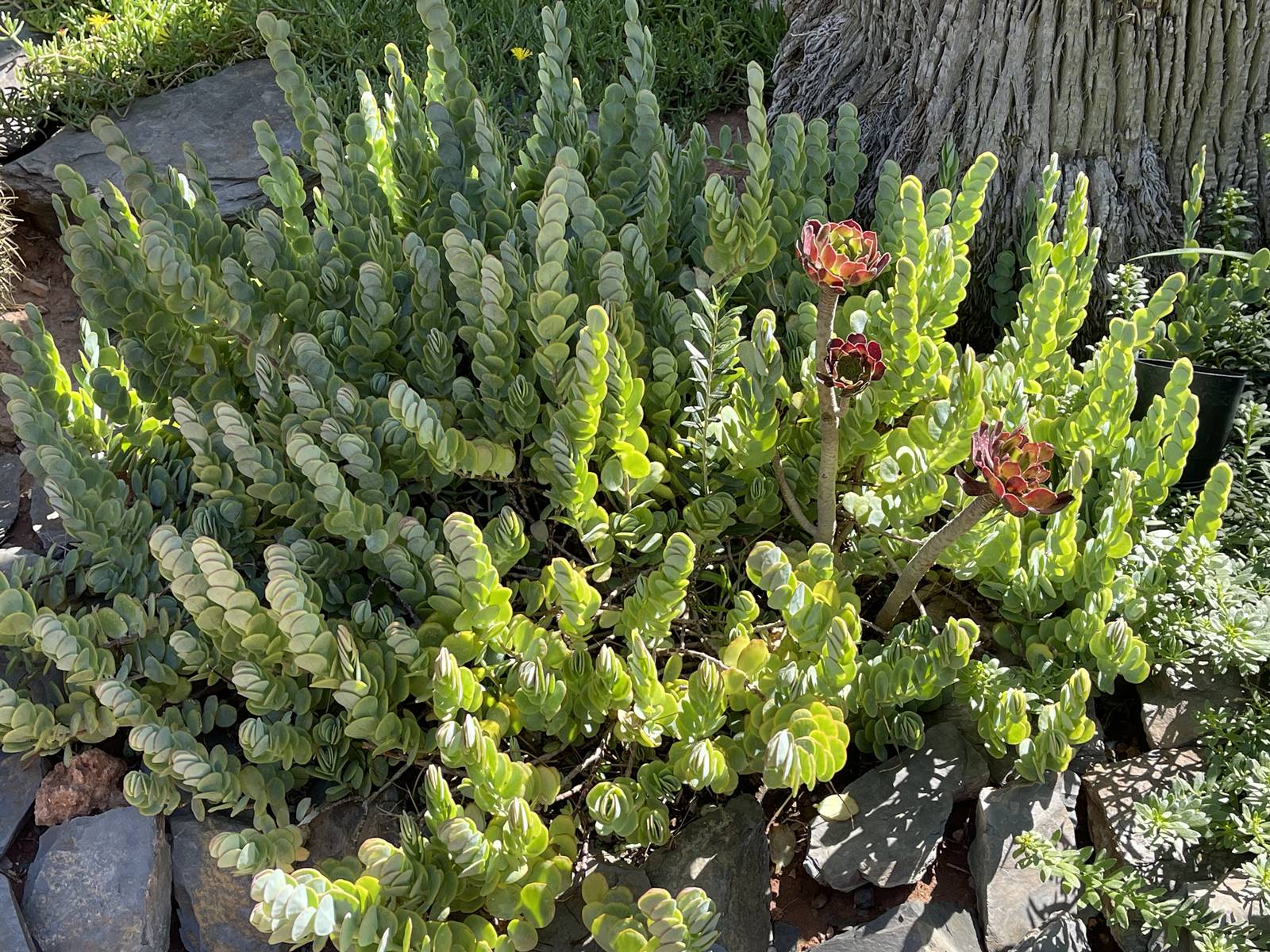 La Mamounia (22) La Mamounia (22)