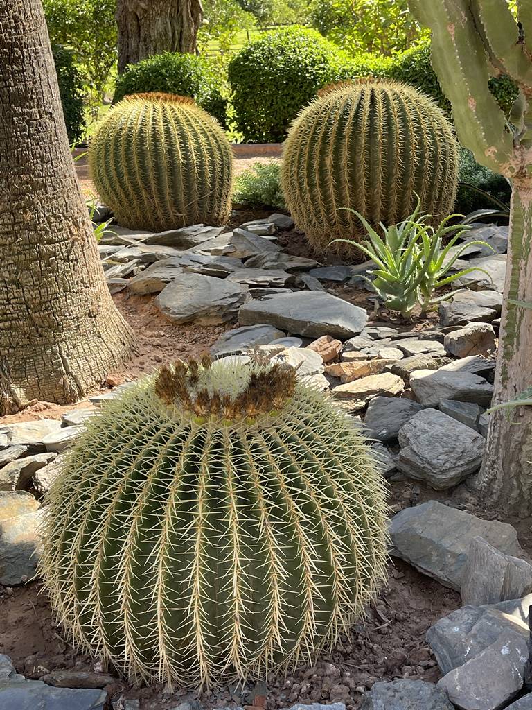 La Mamounia (23) La Mamounia (23)