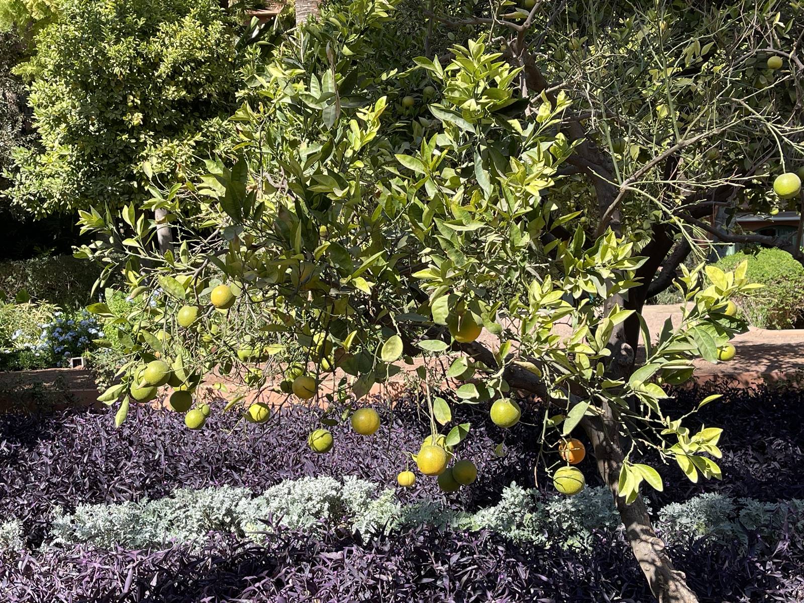 La Mamounia (24) La Mamounia (24)