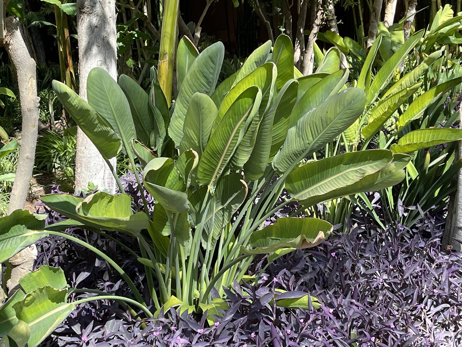 La Mamounia (29) La Mamounia (29)