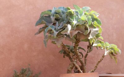 Les Jardins de Marrakech