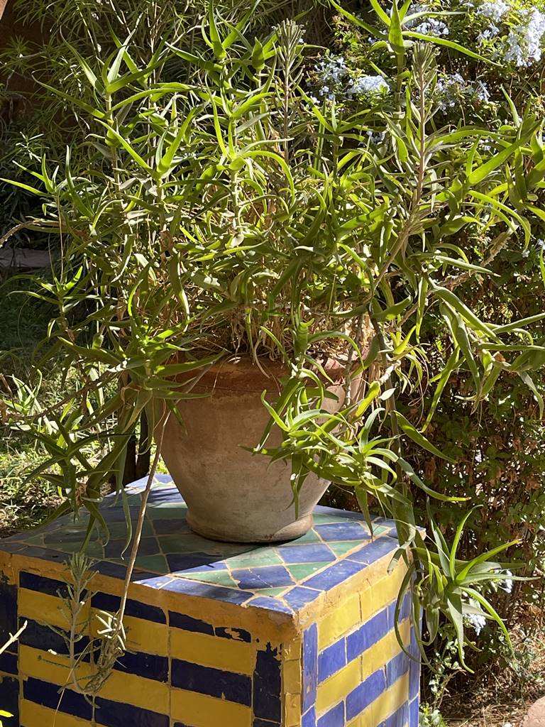 Musée de la Palmeraie (21) Musée de la Palmeraie (21)