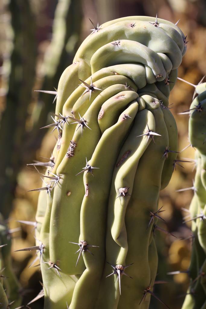 Musée de la Palmeraie (38) Musée de la Palmeraie (38)