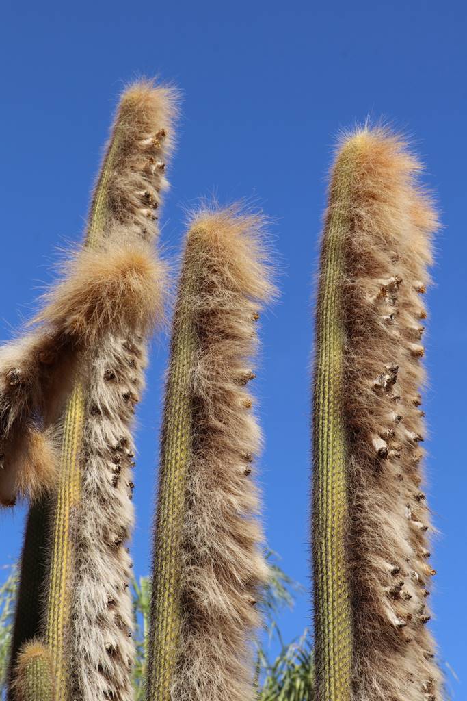 Musée de la Palmeraie (40) Musée de la Palmeraie (40)