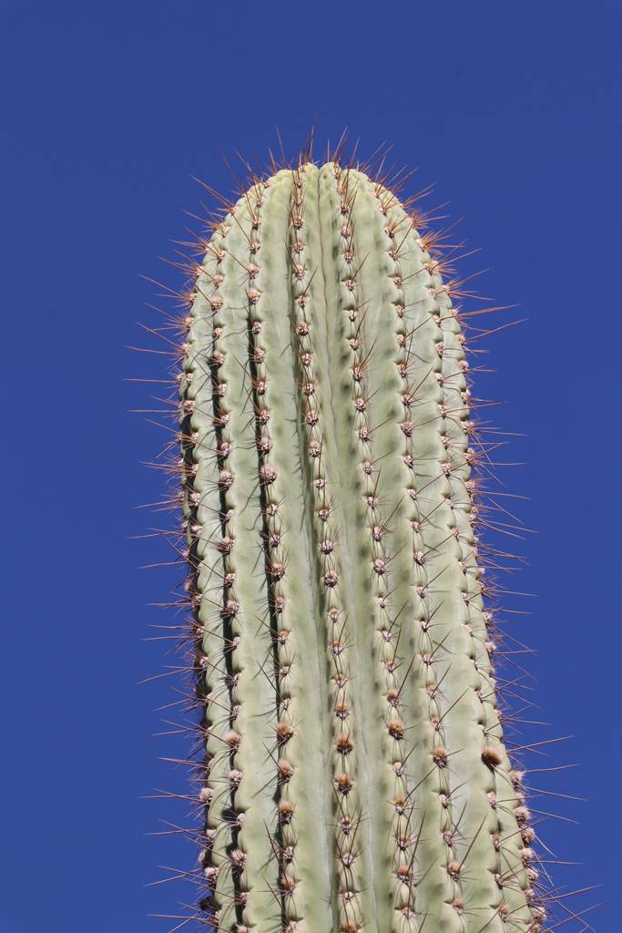 Musée de la Palmeraie (41) Musée de la Palmeraie (41)