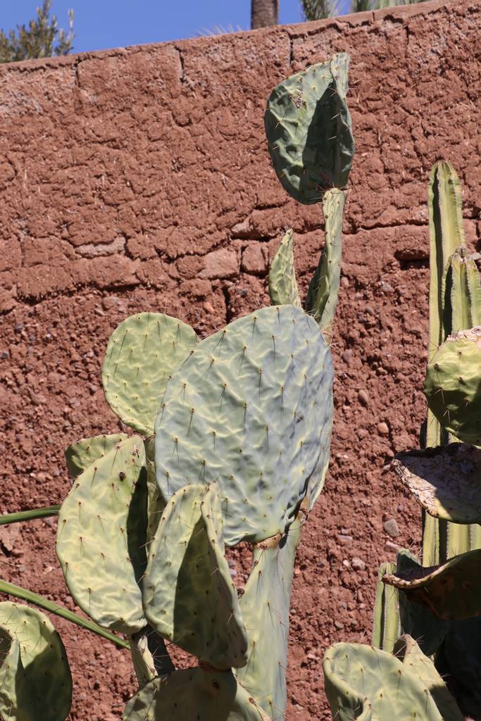 Musée de la Palmeraie (42) Musée de la Palmeraie (42)