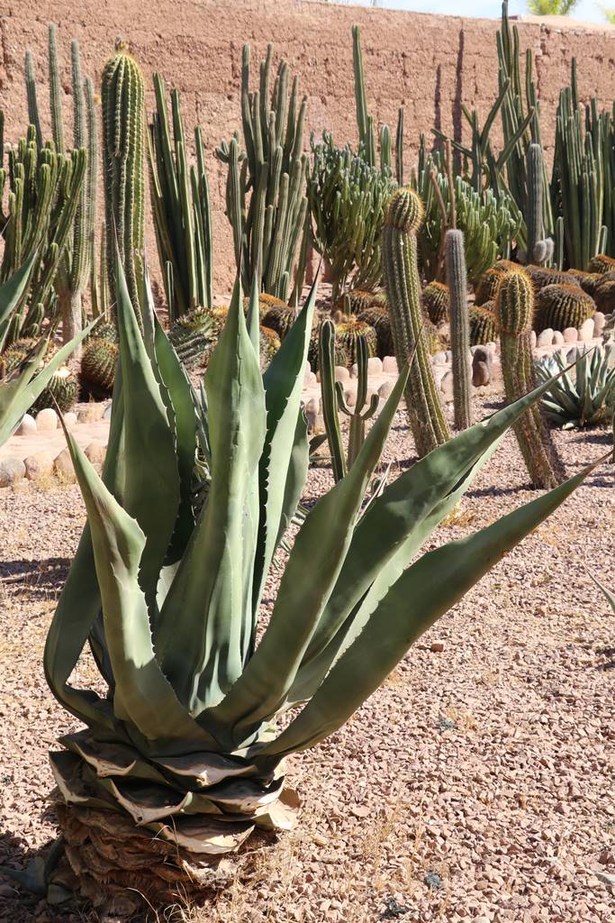 Musée de la Palmeraie (44) Musée de la Palmeraie (44)