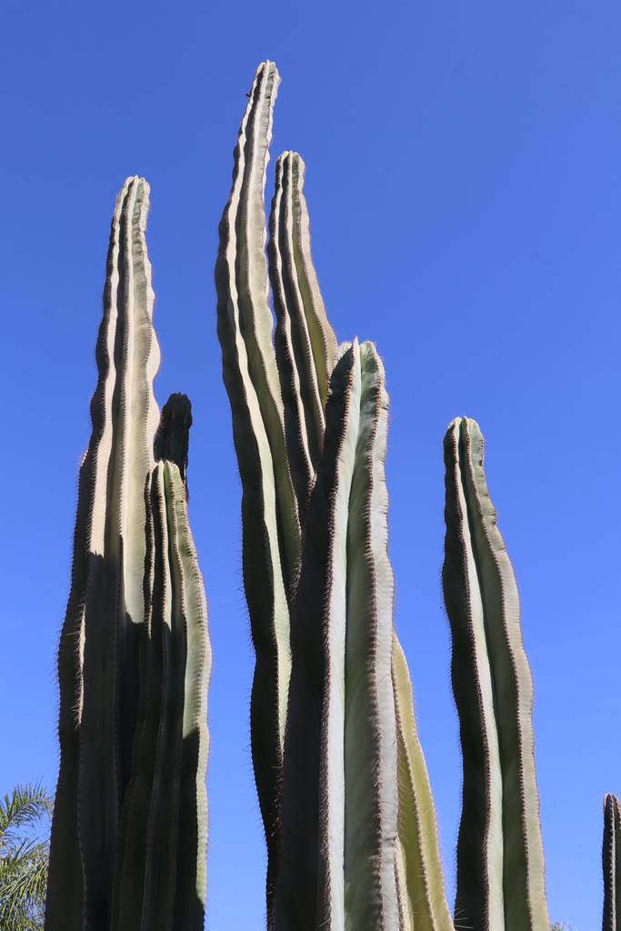 Musée de la Palmeraie (45) Musée de la Palmeraie (45)