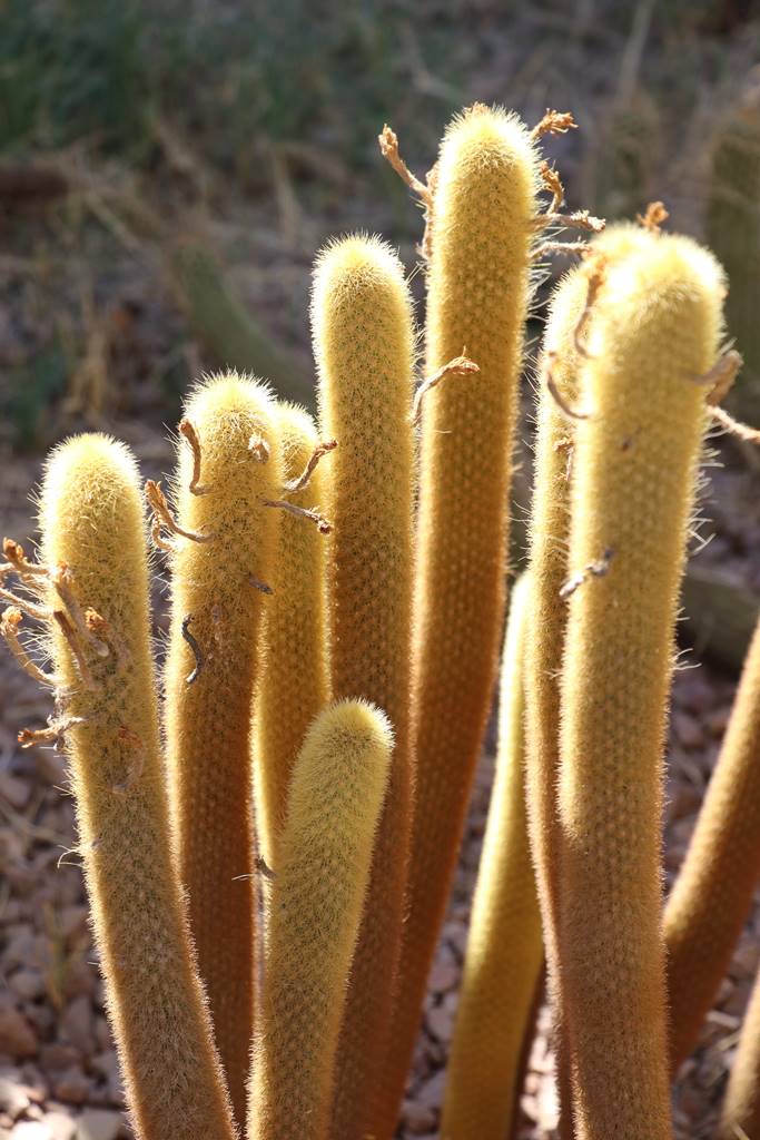 Musée de la Palmeraie (47) Musée de la Palmeraie (47)