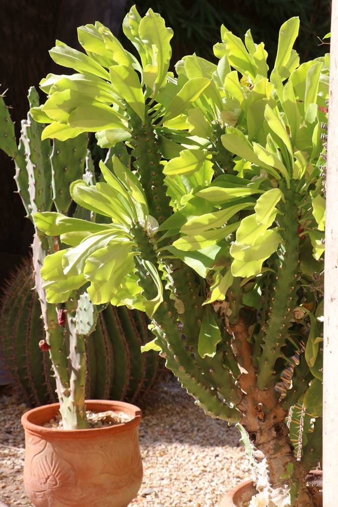 Musée de la Palmeraie (53) Musée de la Palmeraie (53)