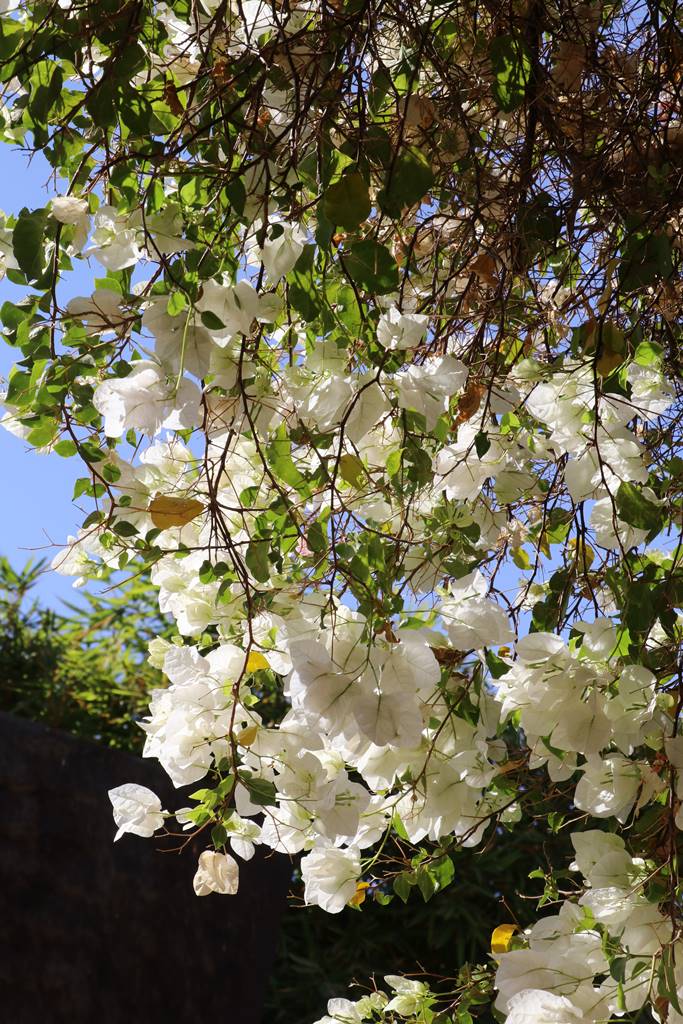 Musée de la Palmeraie (54) Musée de la Palmeraie (54)