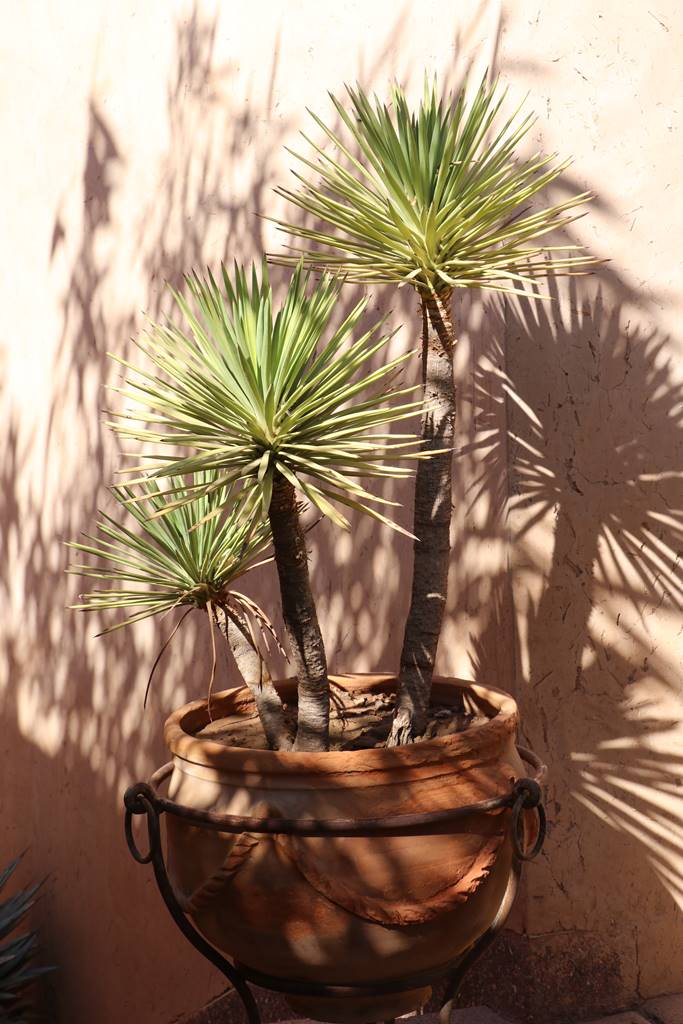 Musée de la Palmeraie (55) Musée de la Palmeraie (55)