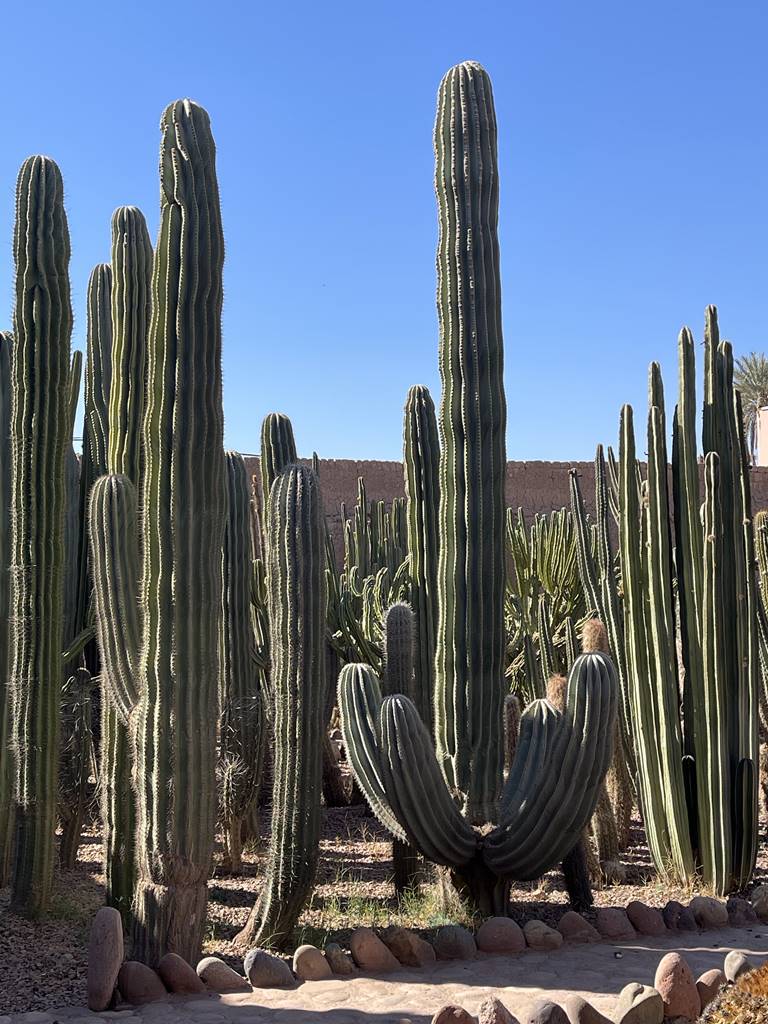 Musée de la Palmeraie (8) Musée de la Palmeraie (8)