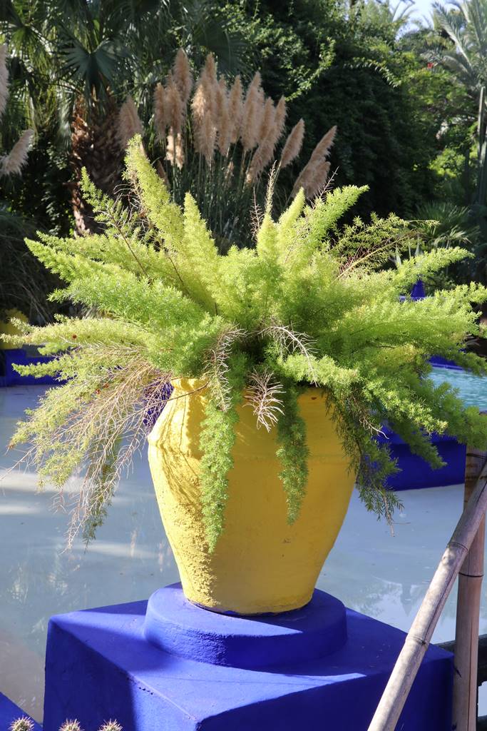 Jardin Majorelle (12) Jardin Majorelle (12)