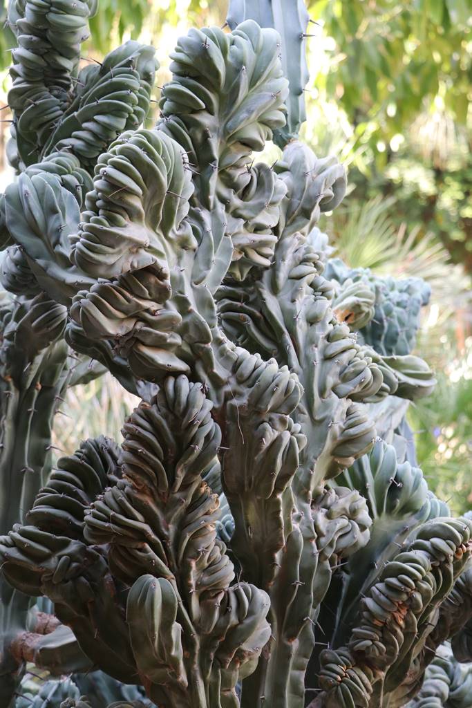 Jardin Majorelle (14) Jardin Majorelle (14)