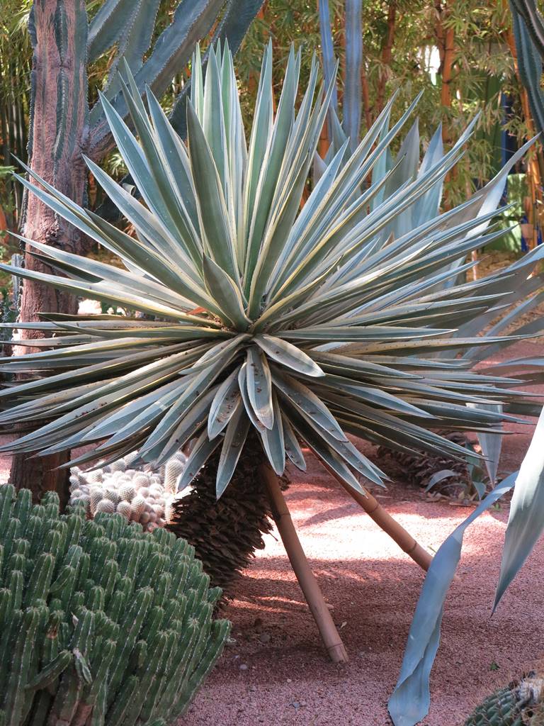Jardin Majorelle (21) Jardin Majorelle (21)