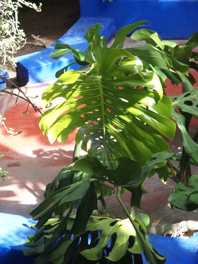 Jardin Majorelle Jardin Majorelle