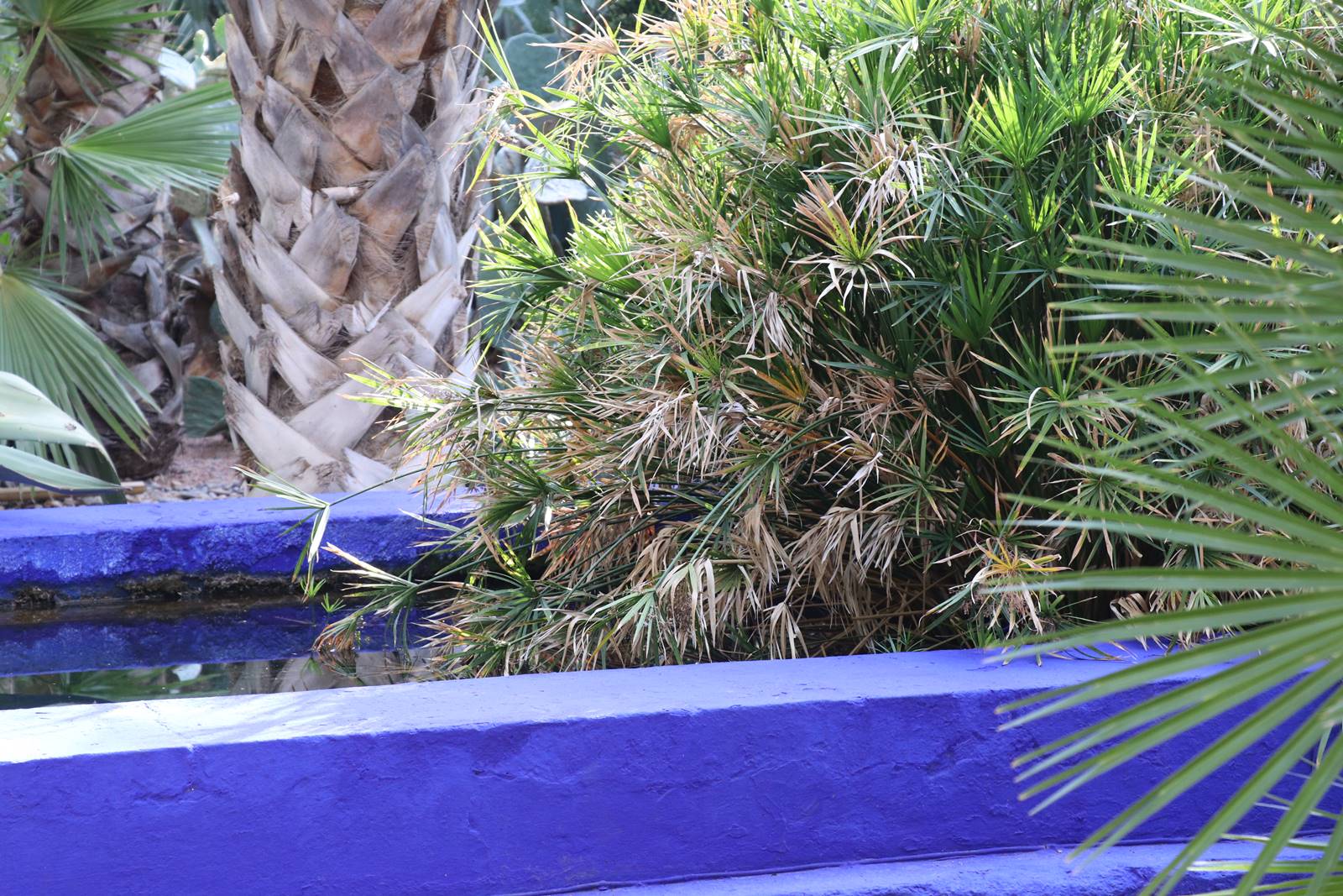 Jardin Majorelle (5) Jardin Majorelle (5)