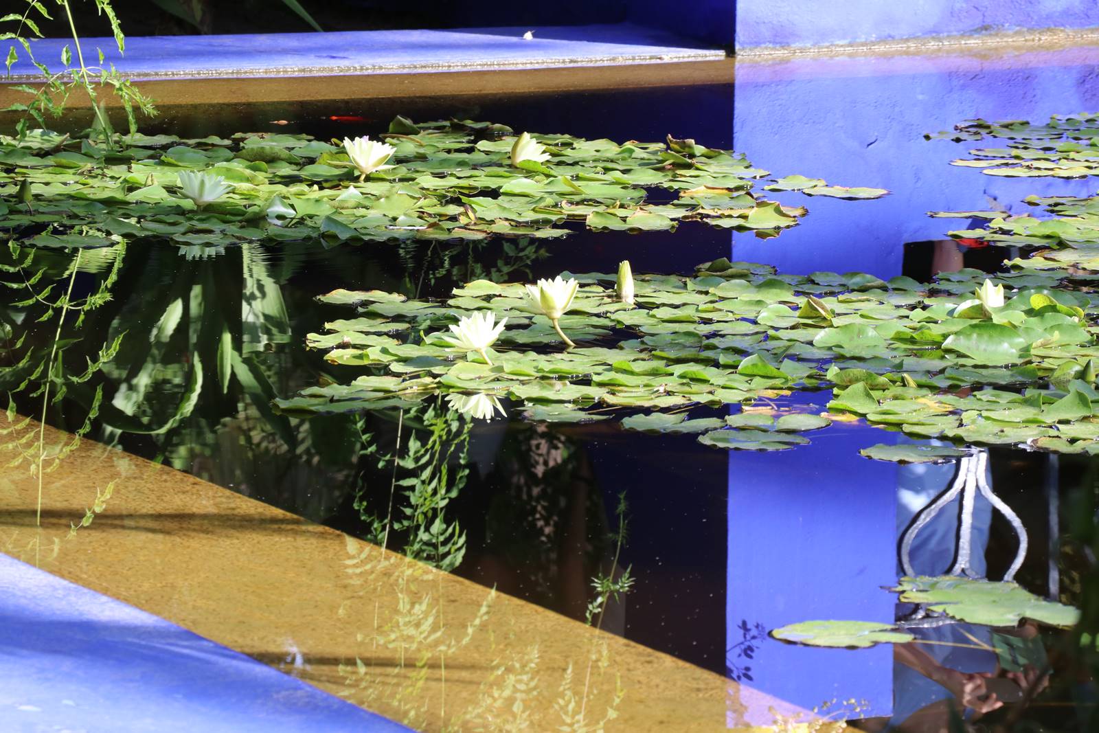 Jardin Majorelle (9) Jardin Majorelle (9)