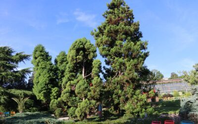 Jardin Botanique Jean-Marie Pelt, Nancy