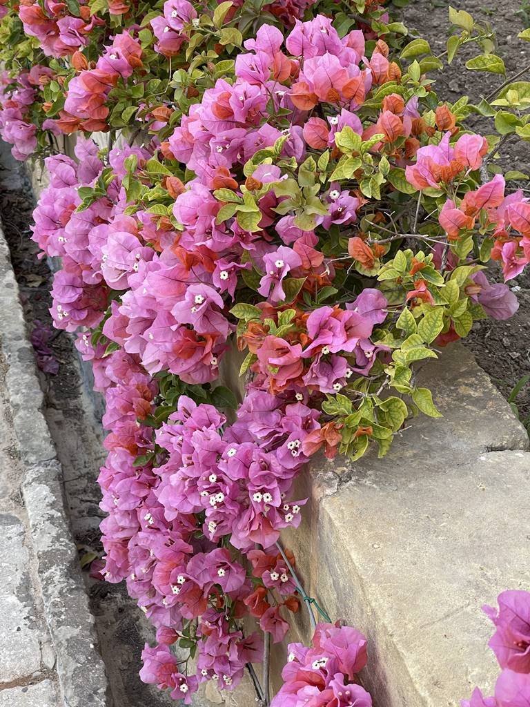 Palazzo Parisio Naxxar Malte (20) Palazzo Parisio Naxxar Malte (20)