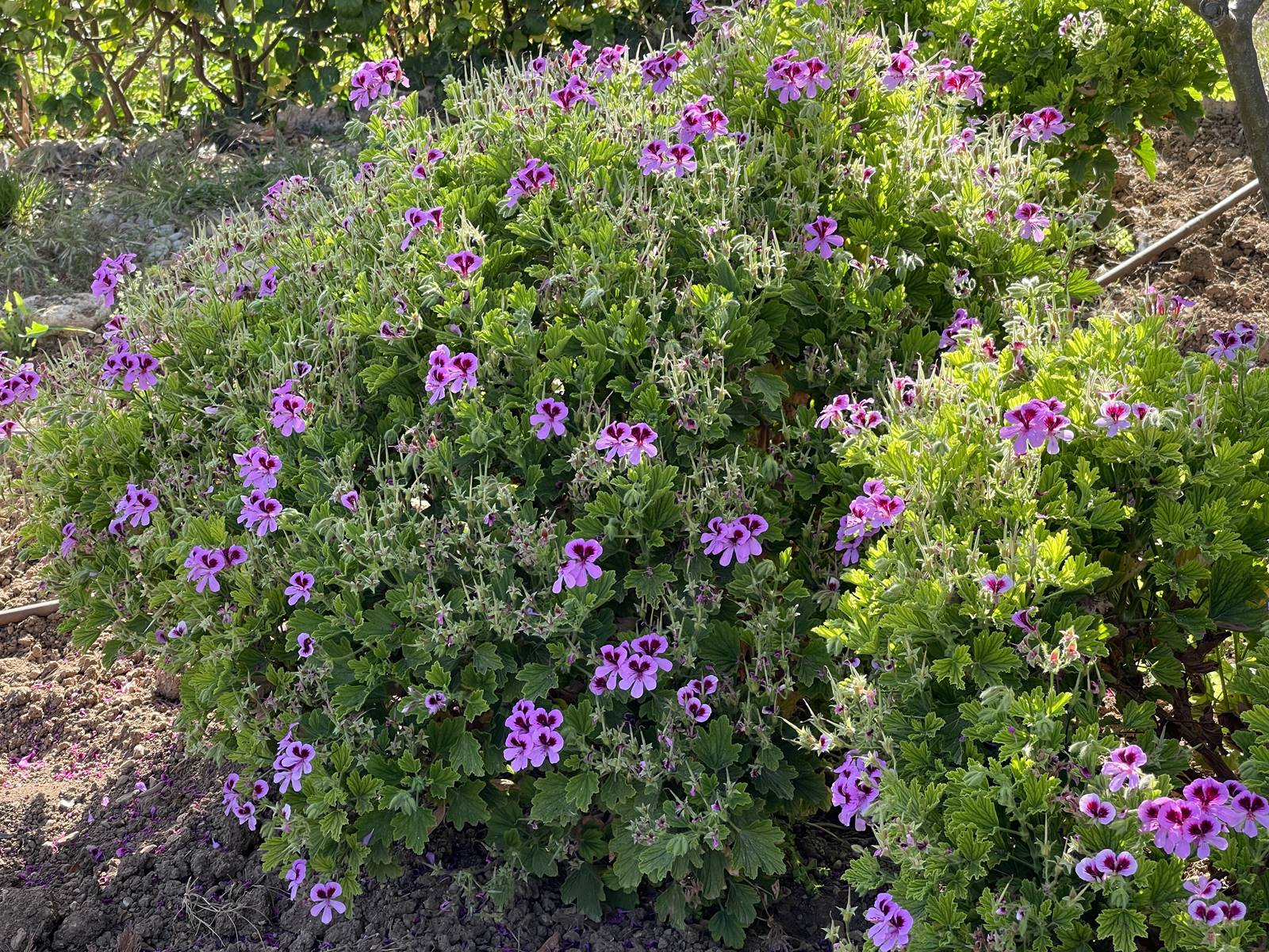 Palazzo Parisio Naxxar Malte (26) Palazzo Parisio Naxxar Malte (26)